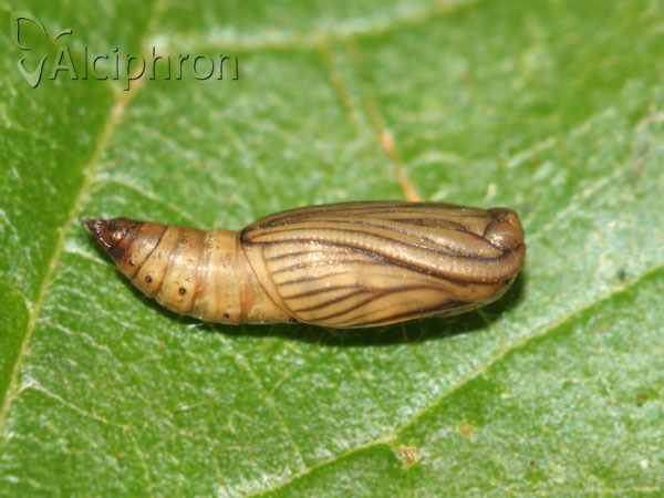 Idaea muricata