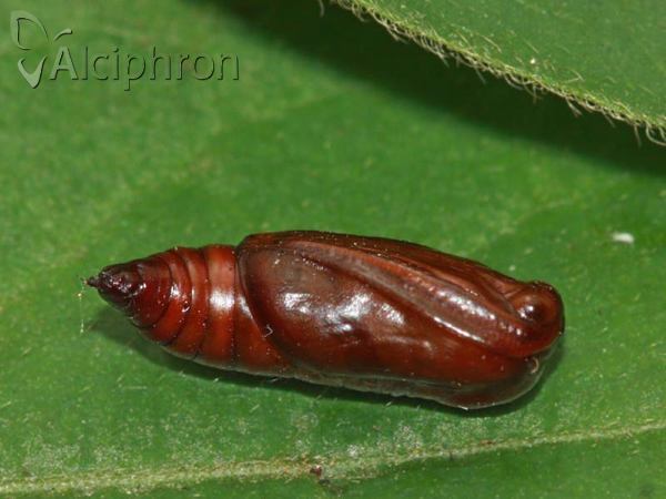 Rhodostrophia vibicaria