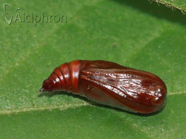 Rhodostrophia vibicaria