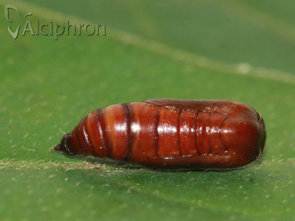 Rhodostrophia vibicaria