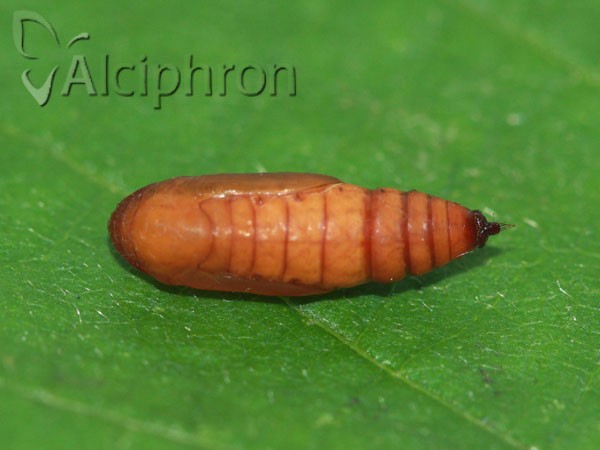 Cosmorhoe ocellata