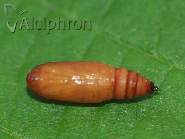 Cosmorhoe ocellata