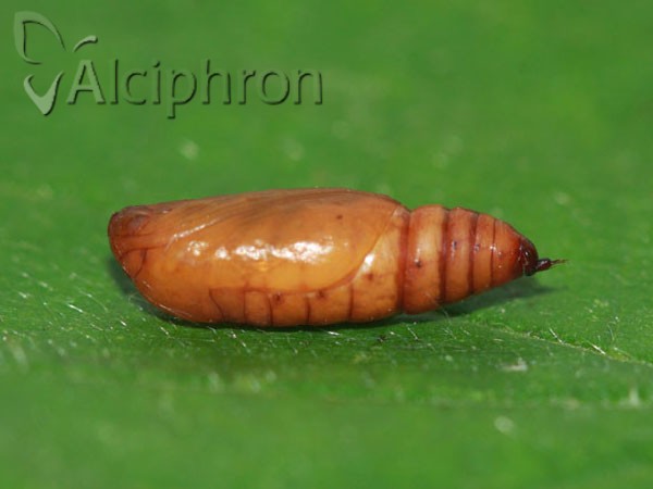 Cosmorhoe ocellata