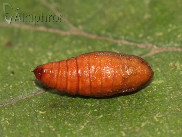 Pelurga comitata