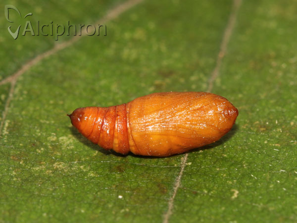 Pelurga comitata