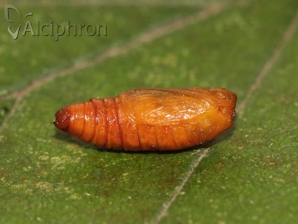 Pelurga comitata