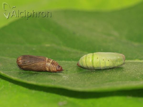 Lythria purpuraria