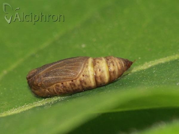 Lythria purpuraria