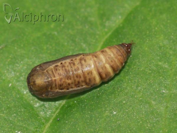 Lythria purpuraria
