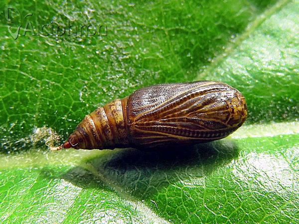 Lythria purpuraria