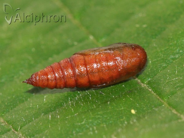 Cleora cinctaria