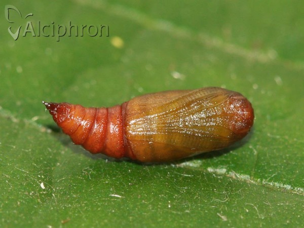 Cleora cinctaria