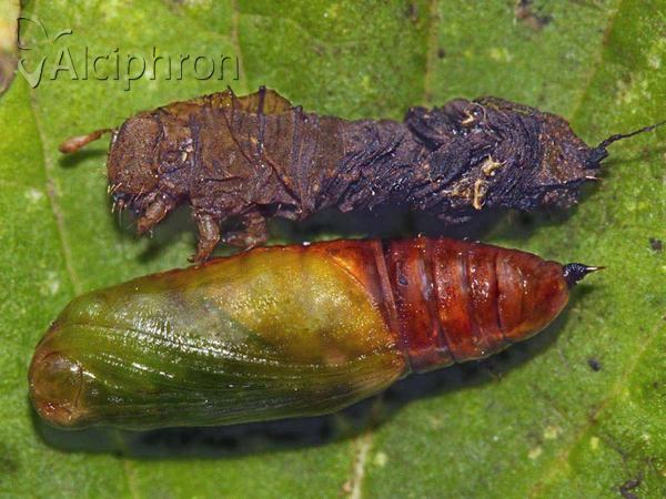 Peribatodes rhomboidaria