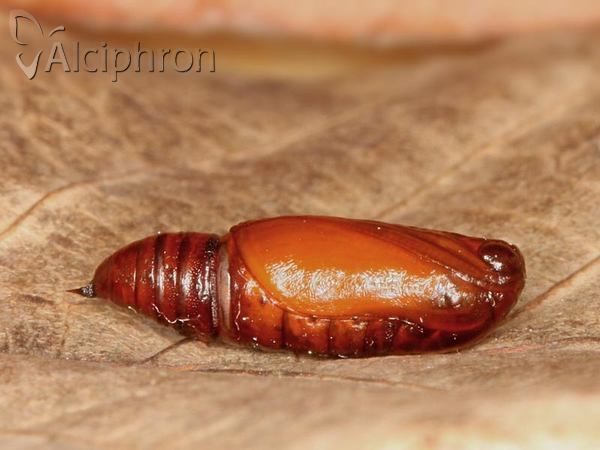 Peribatodes rhomboidaria