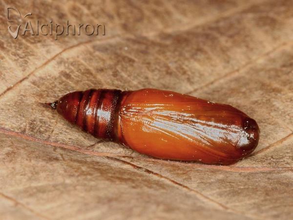 Peribatodes rhomboidaria