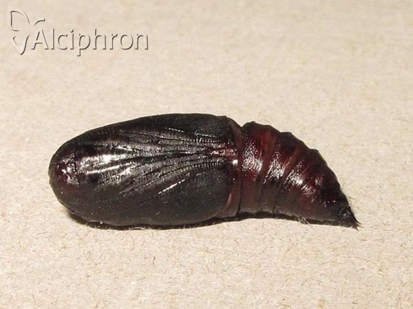 Nychiodes dalmatina