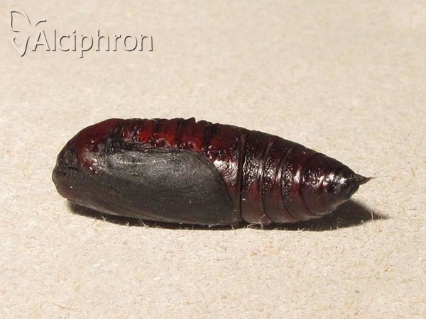 Nychiodes dalmatina