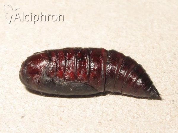 Nychiodes dalmatina