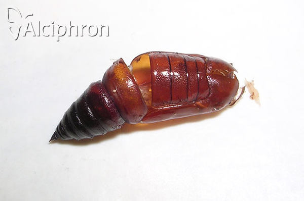 Bupalus piniaria