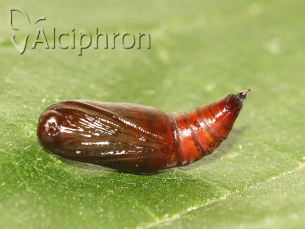Campaea margaritaria