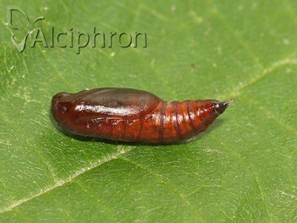 Campaea margaritaria