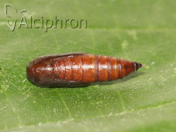 Campaea margaritaria