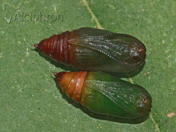Lomaspilis marginata