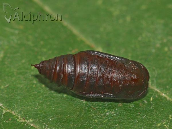 Lomaspilis marginata