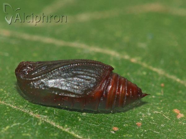 Lomaspilis marginata