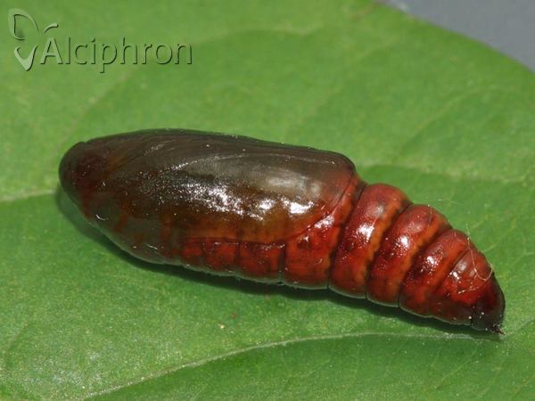 Colotois pennaria