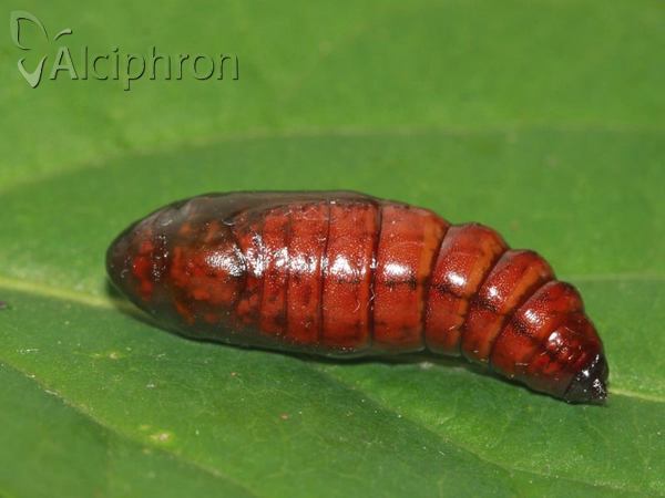 Colotois pennaria