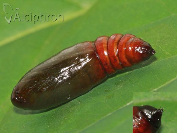 Colotois pennaria