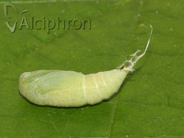 Ennomos fuscantaria
