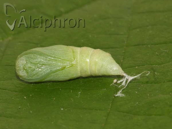 Ennomos fuscantaria