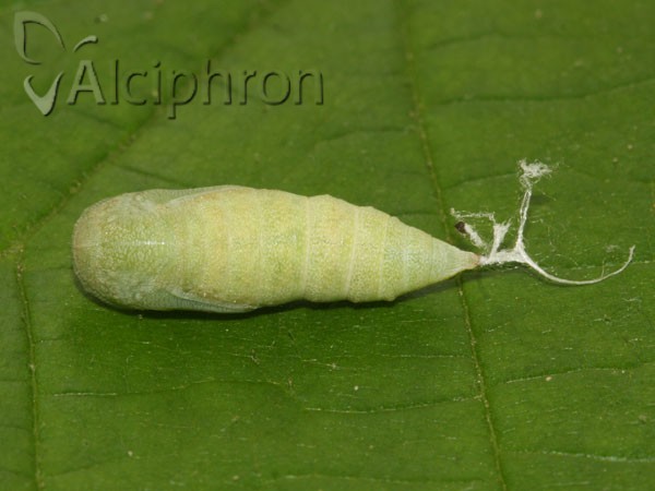 Ennomos fuscantaria