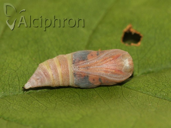 Ennomos fuscantaria