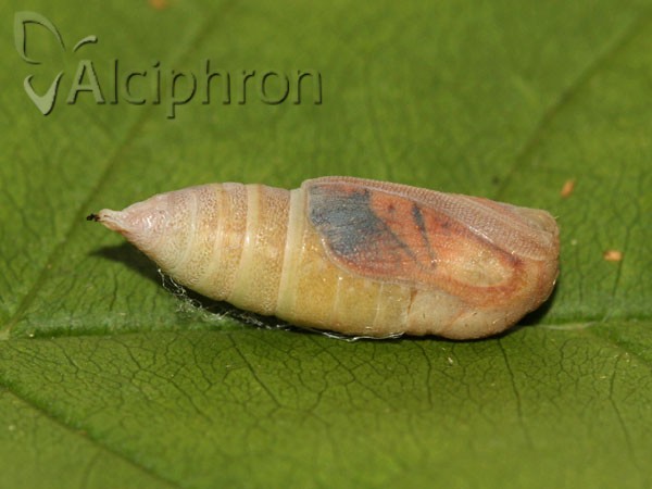 Ennomos fuscantaria