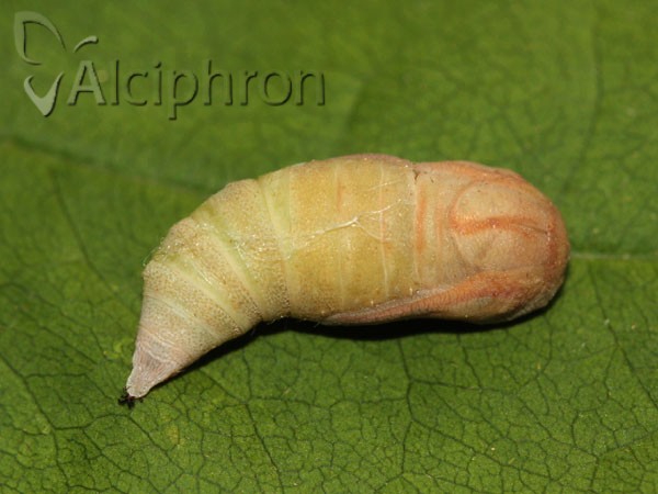 Ennomos fuscantaria