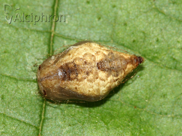 Apeira syringaria