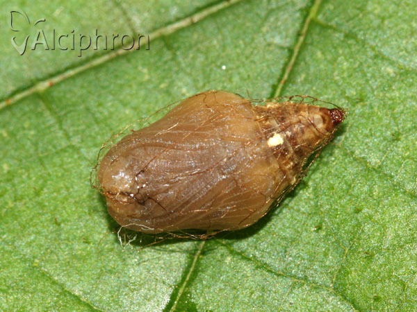 Apeira syringaria