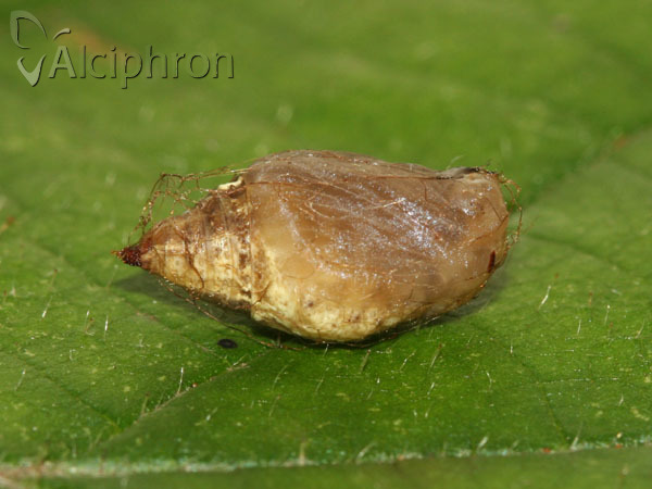 Apeira syringaria