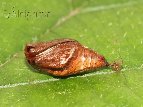 Apeira syringaria