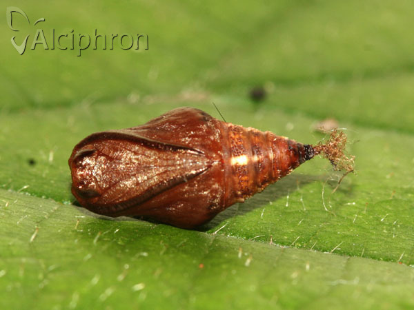 Apeira syringaria
