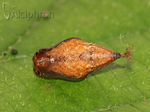 Apeira syringaria