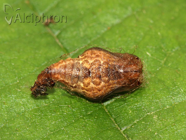 Apeira syringaria