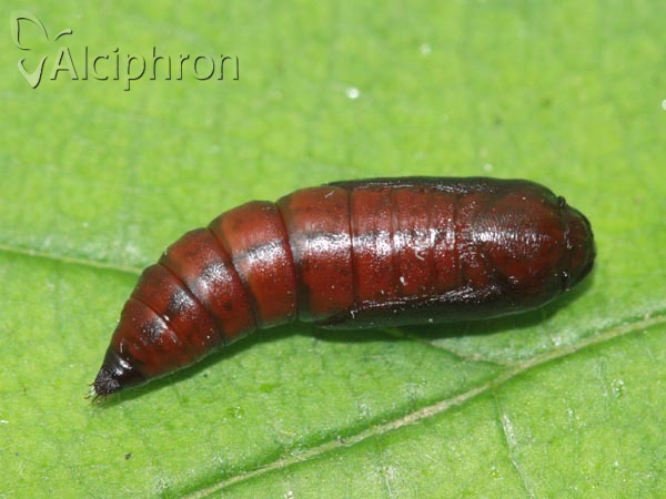 Plagodis dolabraria