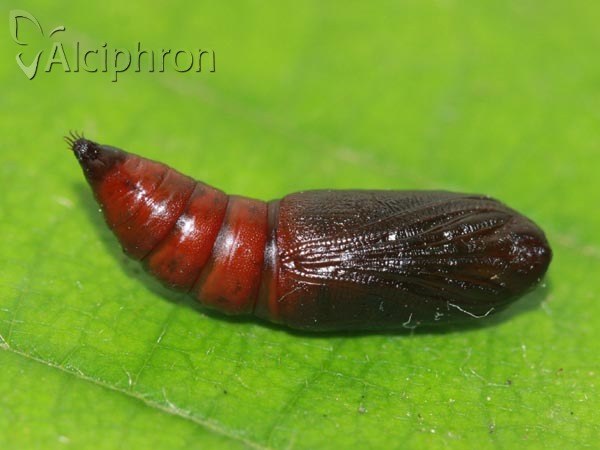Plagodis dolabraria