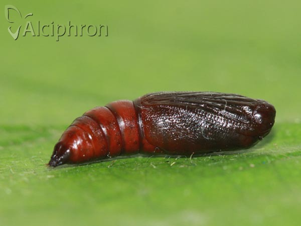 Plagodis dolabraria