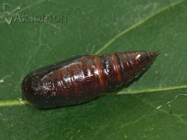 Isturgia murinaria