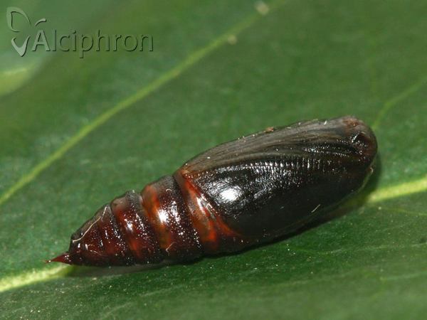 Isturgia murinaria